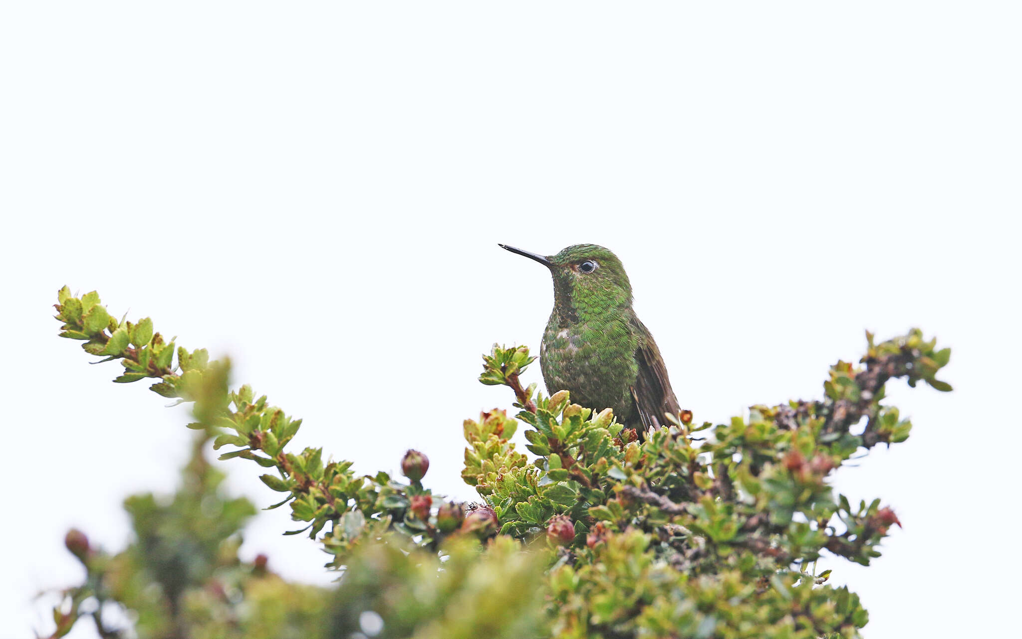 Image of Viridian Metaltail