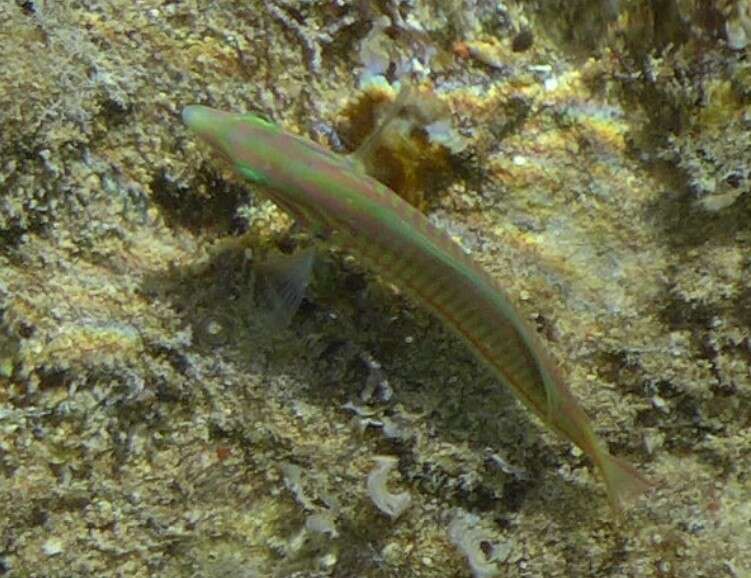 Image of Klunzinger's wrasse