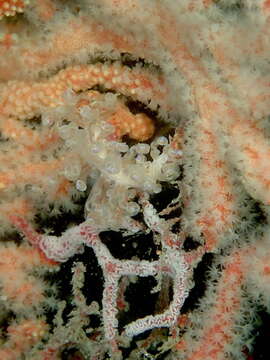 Image of Phyllodesmium undulatum Moore & Gosliner 2014