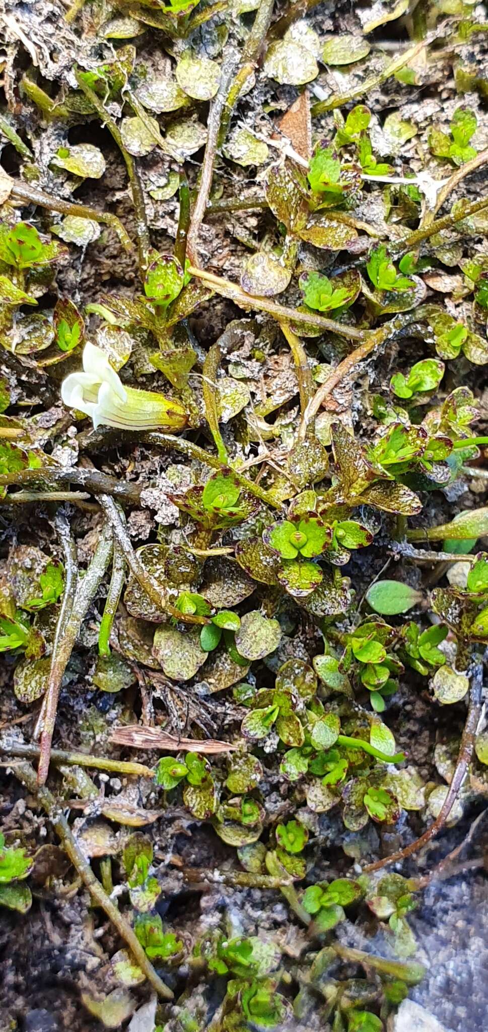 Image of Gratiola concinna Colenso