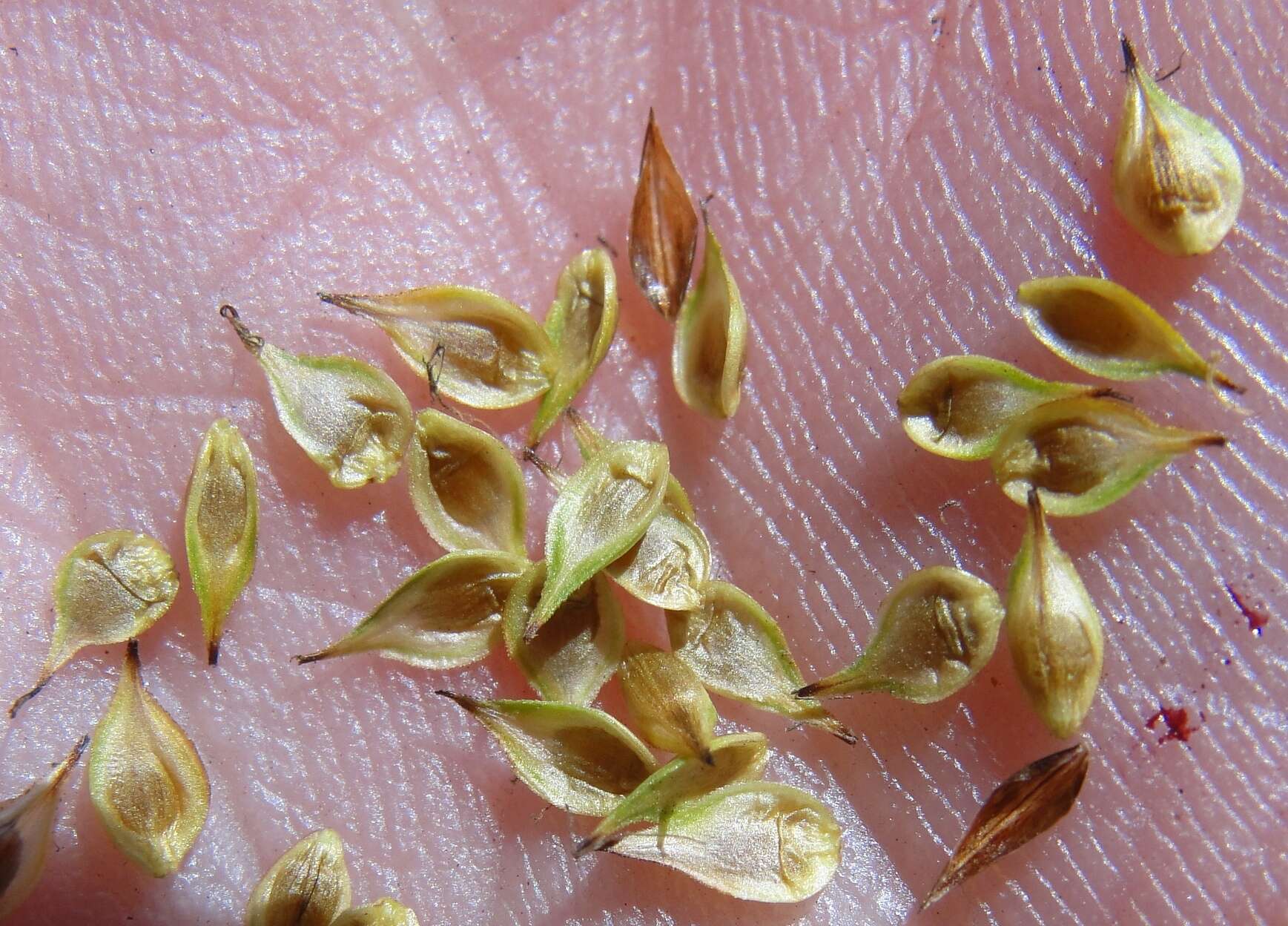 Image of Presl's Sedge