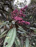 Image de Miconia biappendiculata (Naud.) Uribe