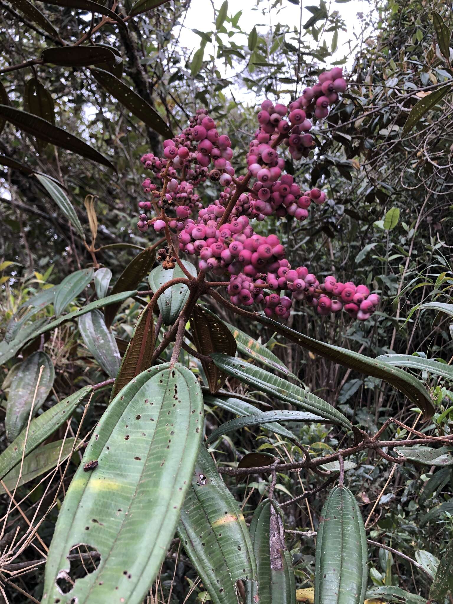 Image de Miconia biappendiculata (Naud.) Uribe