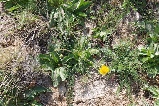 Image of Anderson's hawksbeard