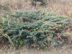 Image of Chinese Juniper