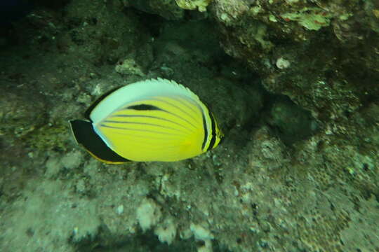 Image of Blacktail Butterflyfish