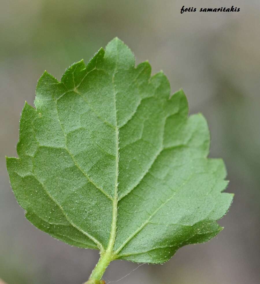 Imagem de Celtis tournefortii Lam.