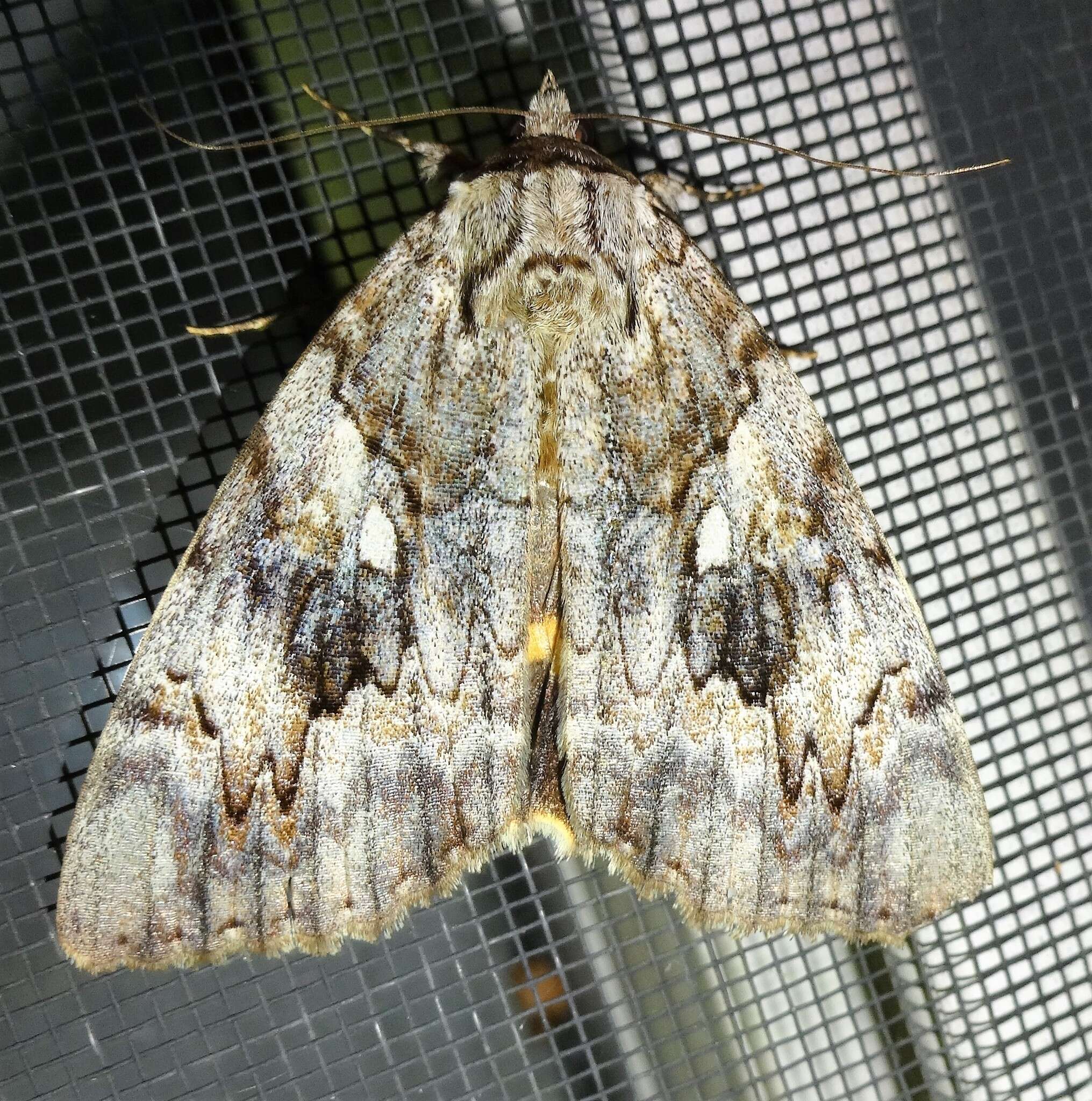 Image of Yellow-banded Underwing