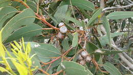 صورة Eucalyptus cosmophylla F. Müll.