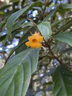 Image of Fieldia australiana (C. T. White) B. L. Burtt