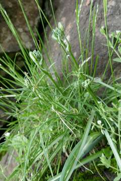 Image of Albuca humilis Baker