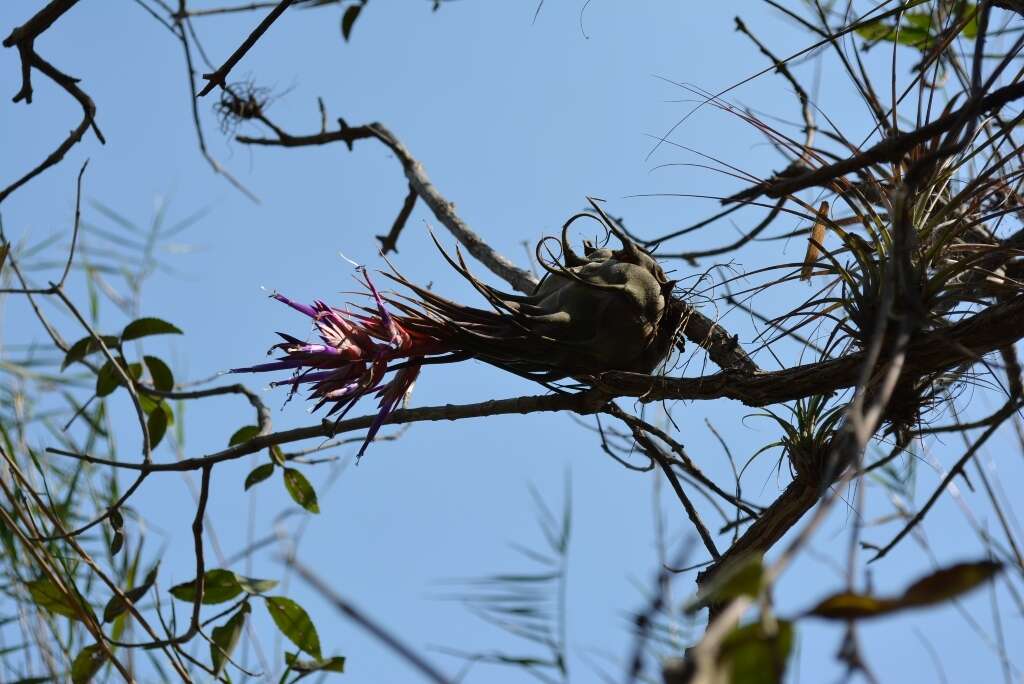 Imagem de Tillandsia seleriana Mez