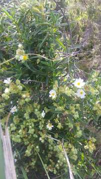 Imagem de Cistus monspeliensis L.