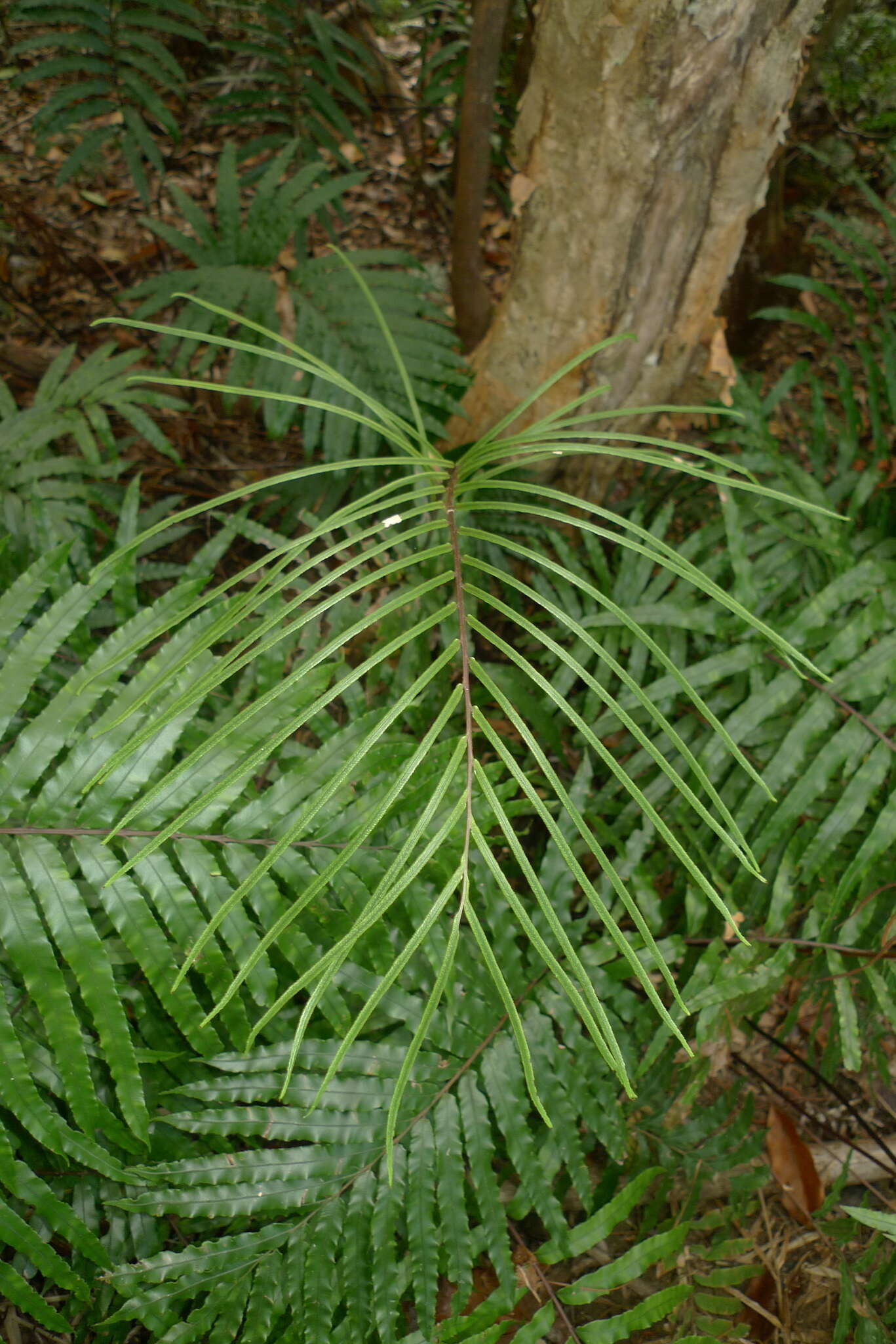 Image de Parablechnum chauliodontum (Copel.) Gasper & Salino