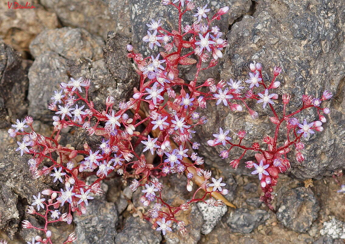 Image of Sedum caeruleum L.