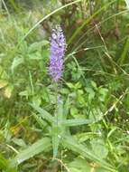 Image of Garden speedwell