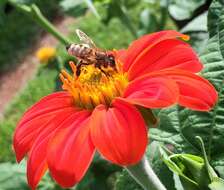 صورة Tithonia rotundifolia (P. Mill.) Blake