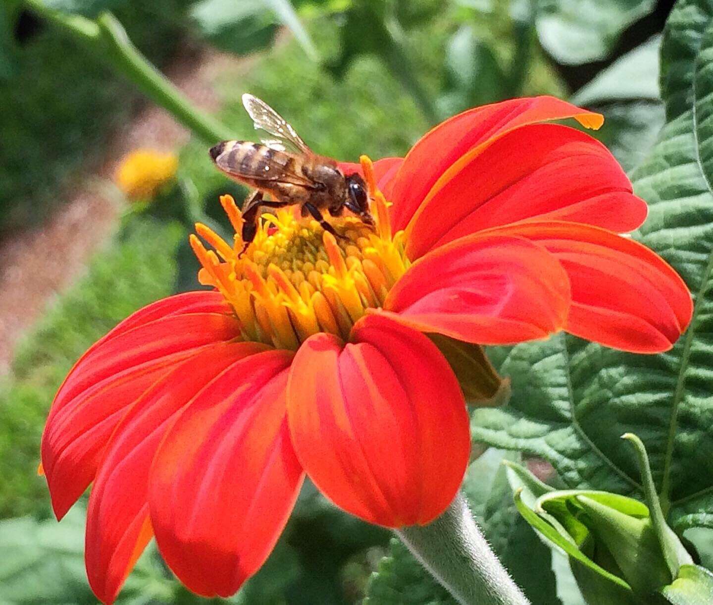 صورة Tithonia rotundifolia (P. Mill.) Blake