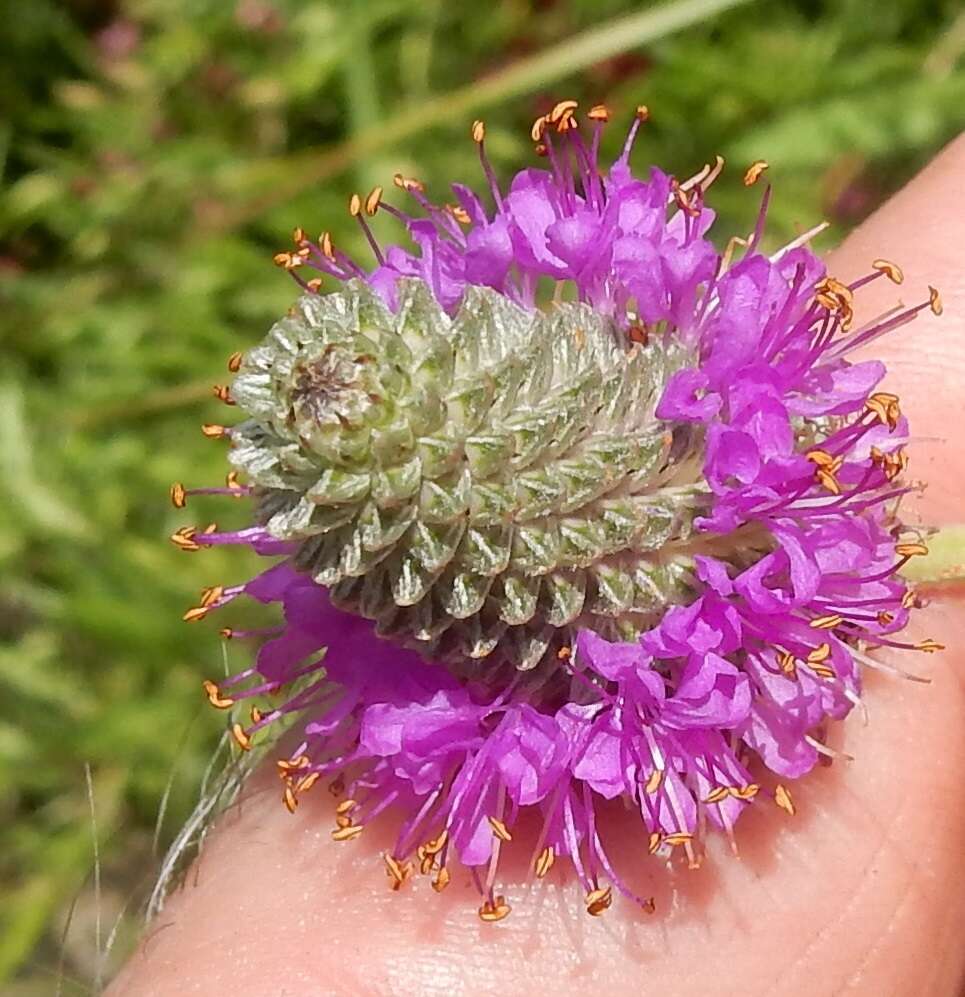 Plancia ëd Dalea compacta var. pubescens (A. Gray) Barneby