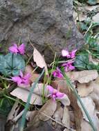 Image of Cyclamen coum Miller