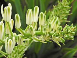 Image of Albuca batteniana Hilliard & B. L. Burtt