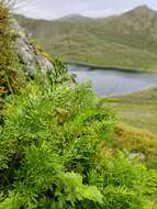 Image of parsley fern