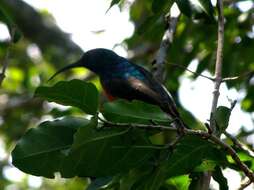 Image of Greater Double-collared Sunbird