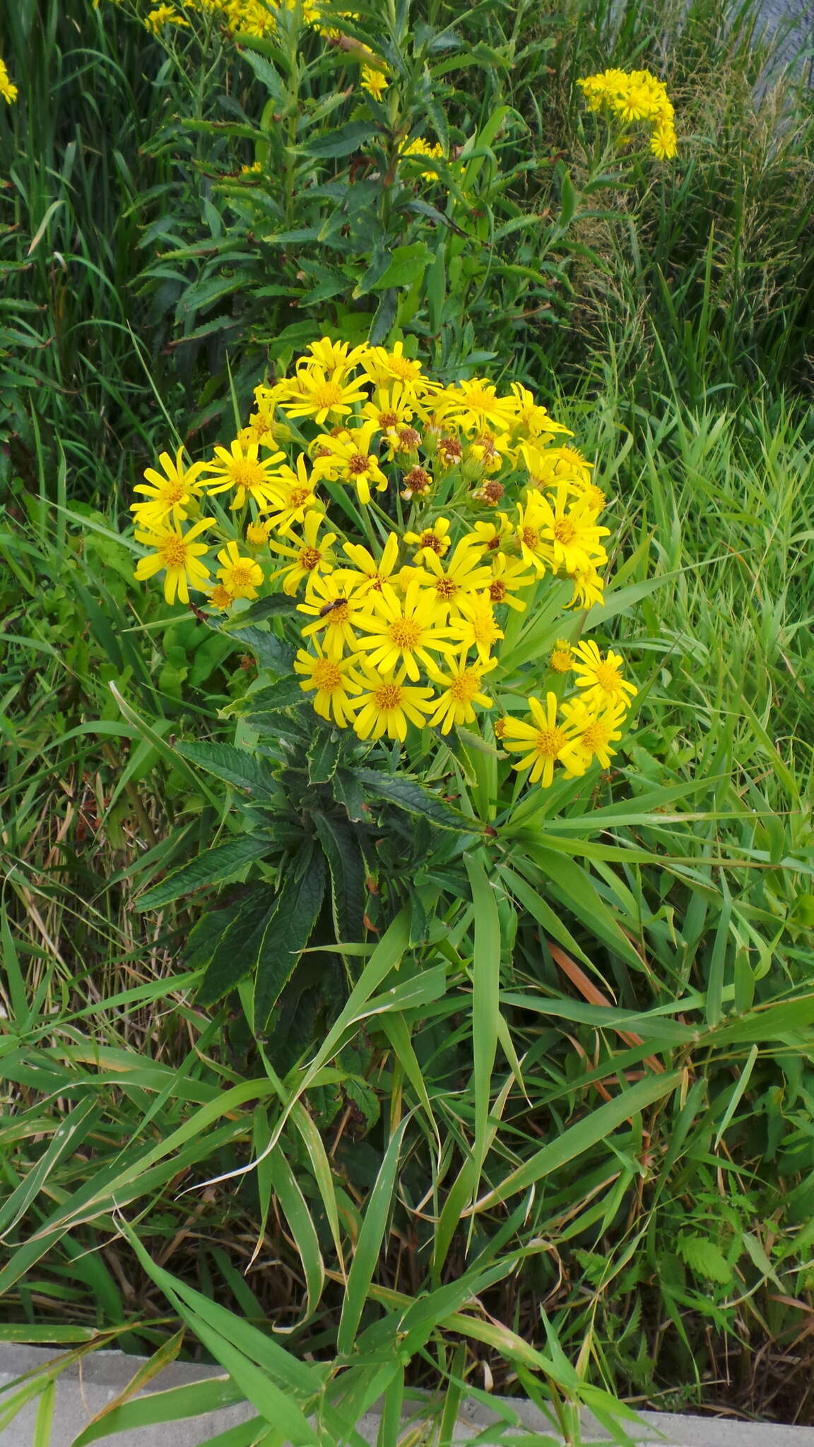 Imagem de Jacobaea paludosa subsp. paludosa