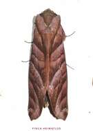 Image of Hapigia nodicornis Guenée 1852