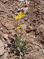 Image of nakedstem sunray