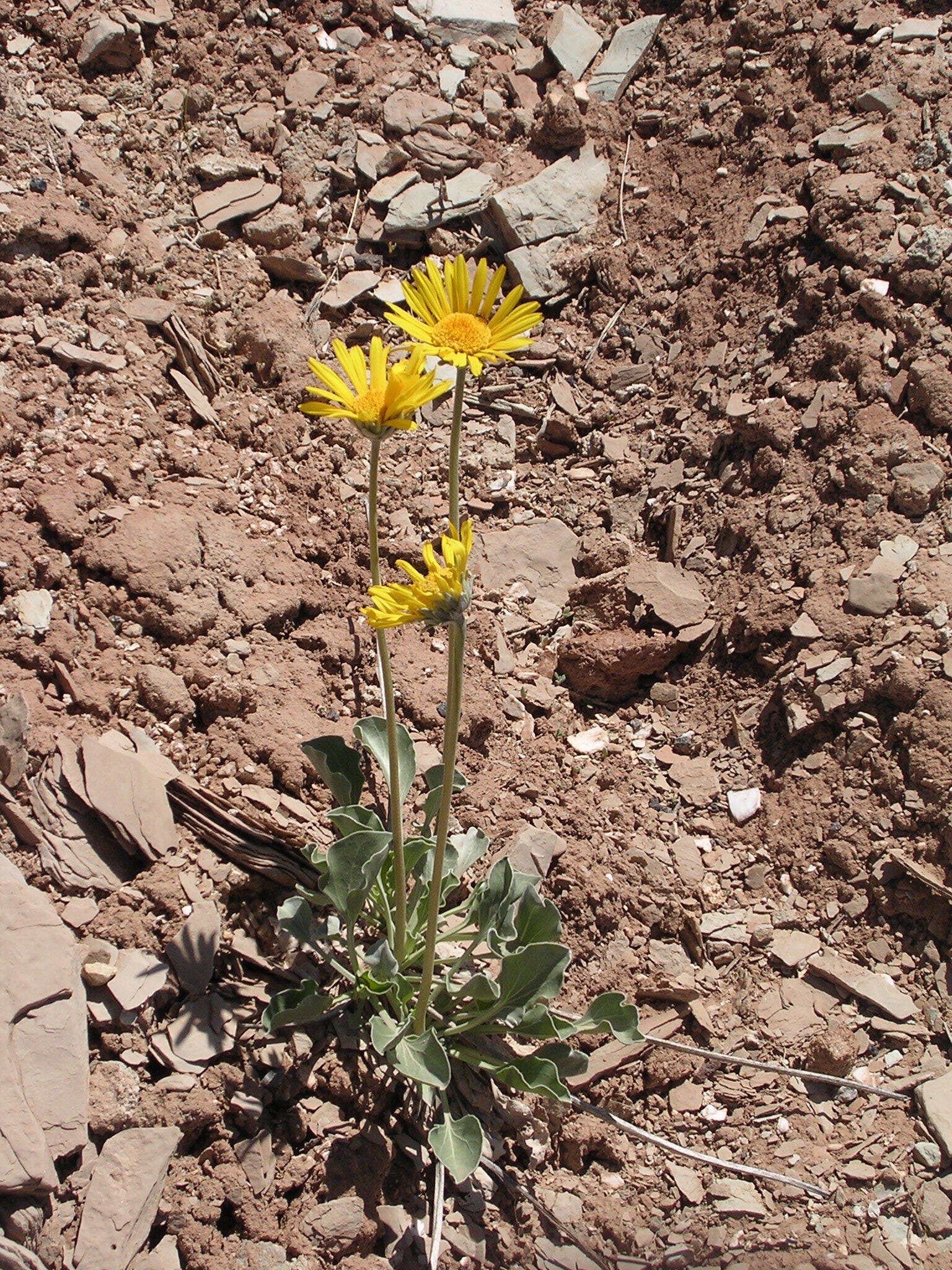 Image of nakedstem sunray