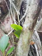 Peperomia obtusifolia (L.) A. Dietr. resmi