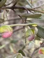 Imagem de Grevillea arenaria R. Br.