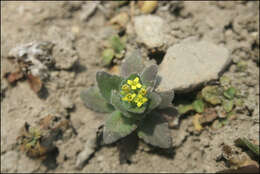 Image of woodland draba