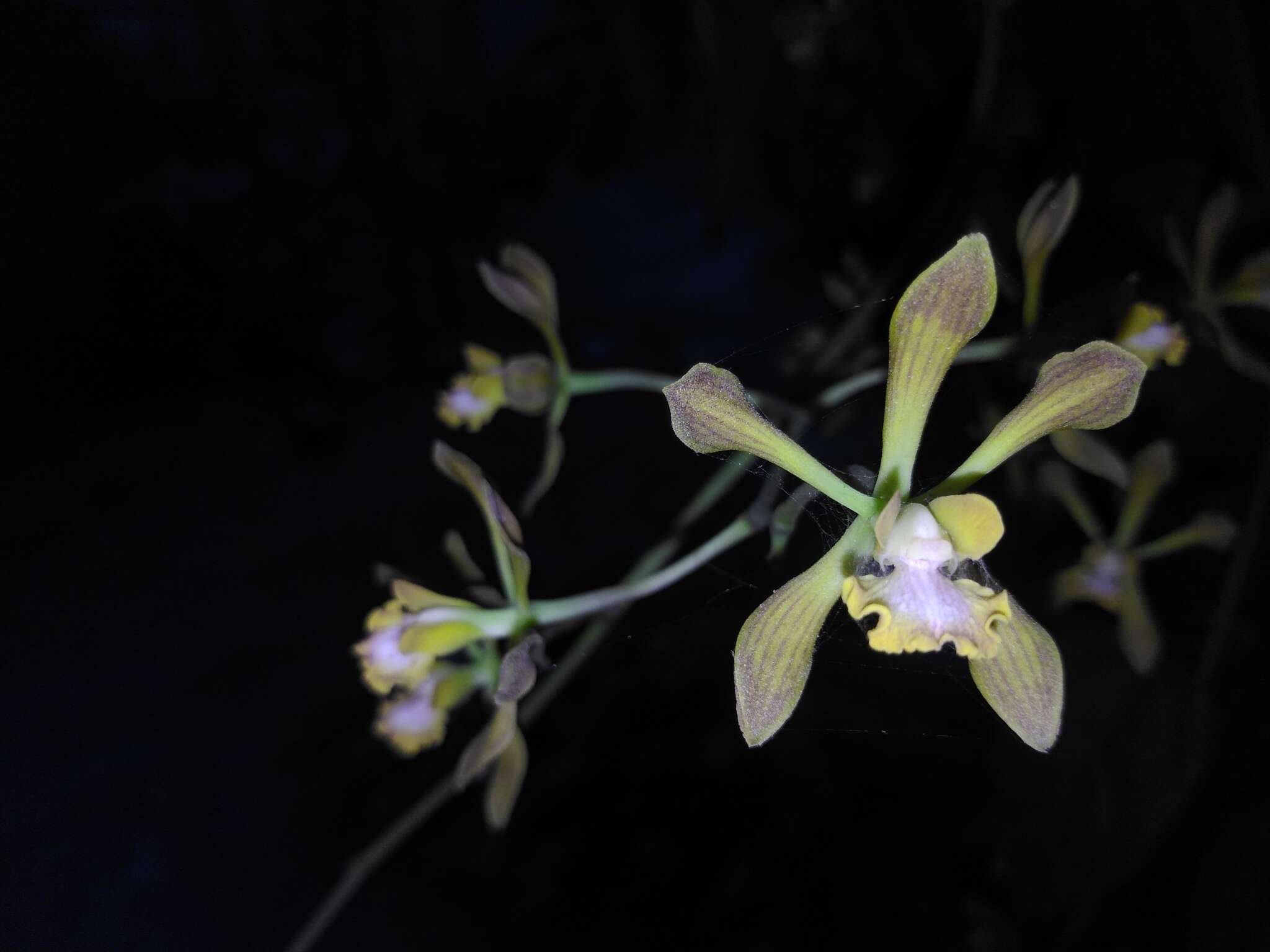 Image of Encyclia alata subsp. parviflora (Regel) Dressler & G. E. Pollard