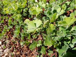 Image of Big-Foot Water-Clover