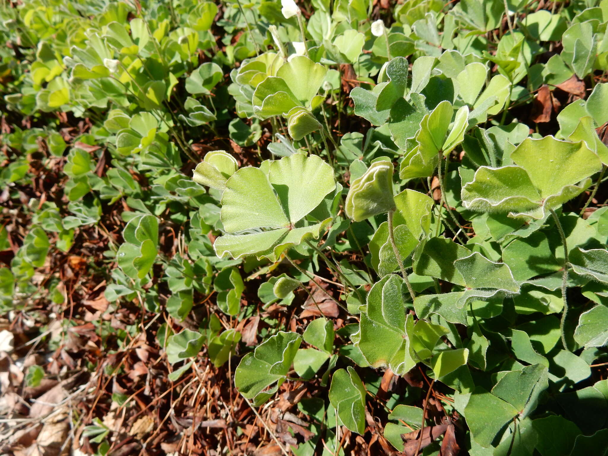 Plancia ëd Marsilea macropoda Engelm. ex A. Br.