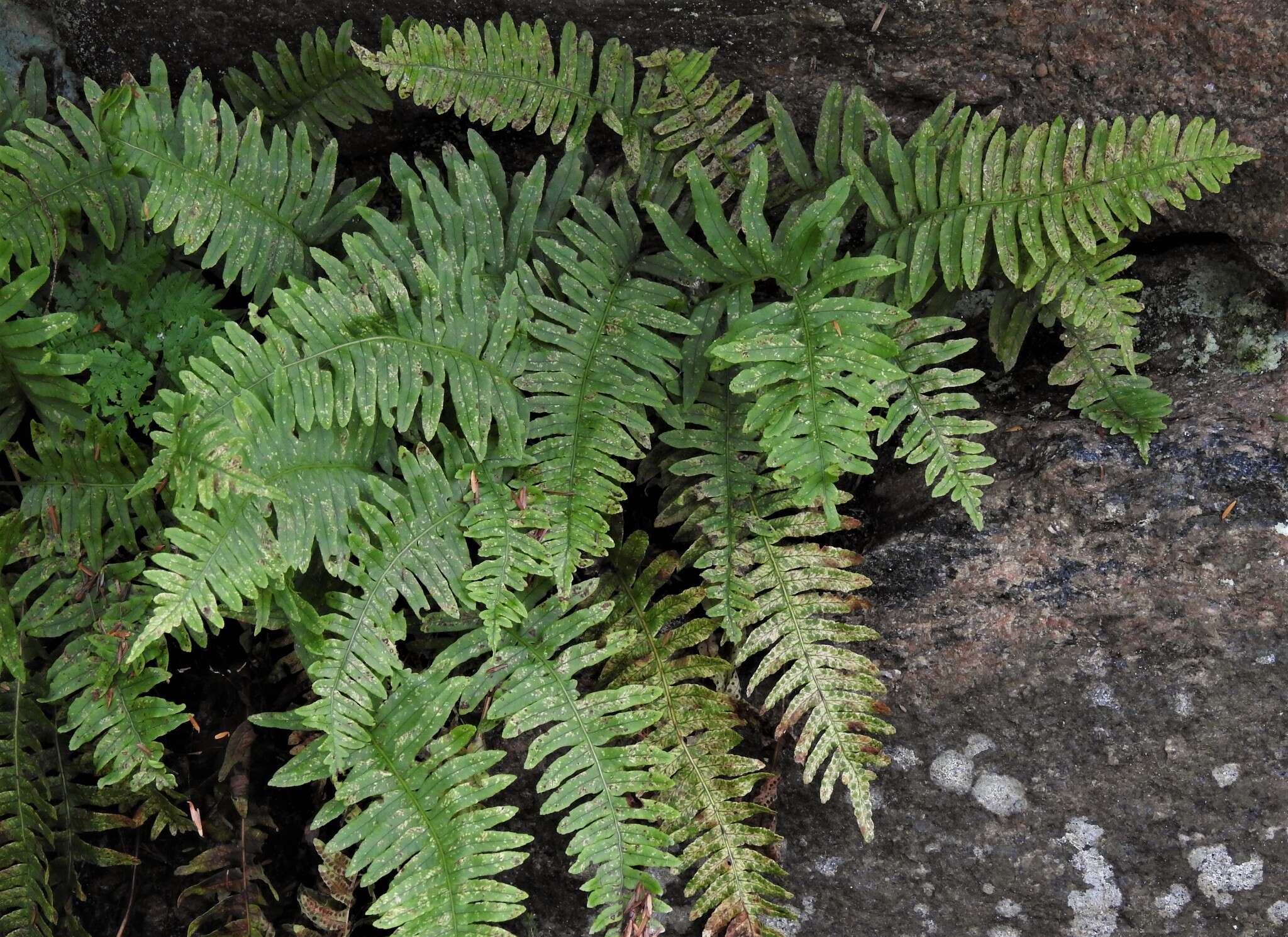 Слика од Polypodium incognitum Cusick