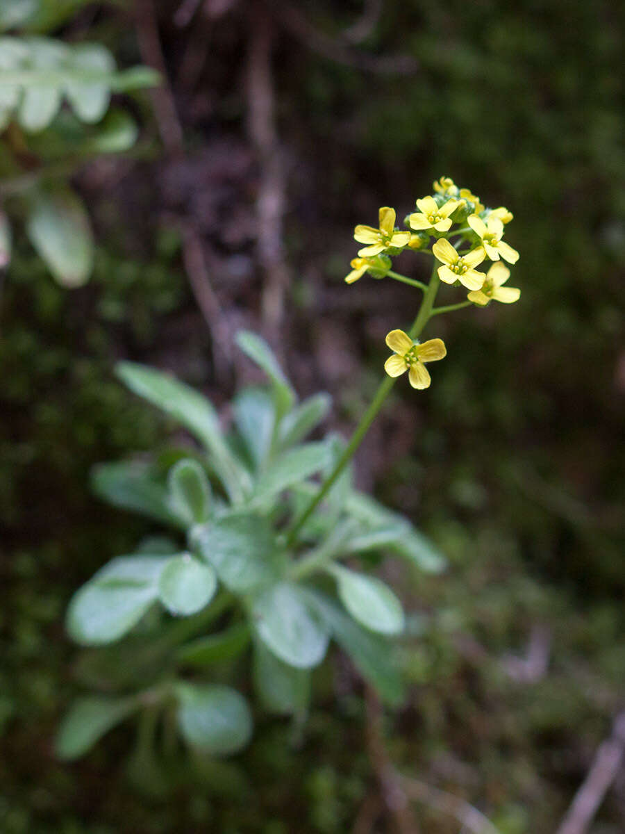 Image de Draba zionensis C. L. Hitchc.