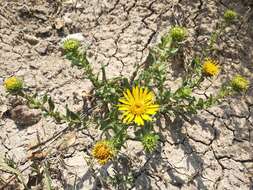 Image of Grindelia inuloides Willd.