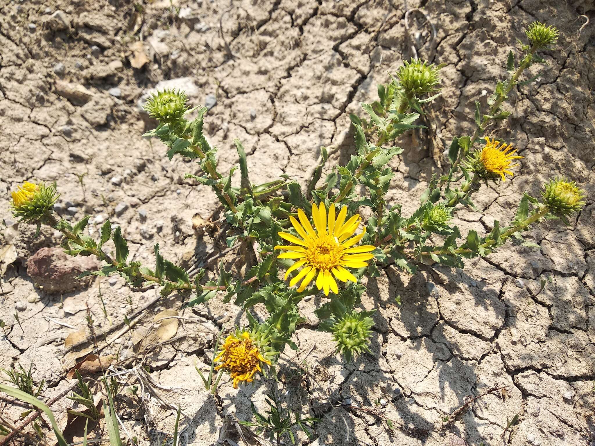 Image of Grindelia inuloides Willd.