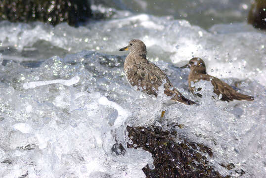 Image of Surfbird