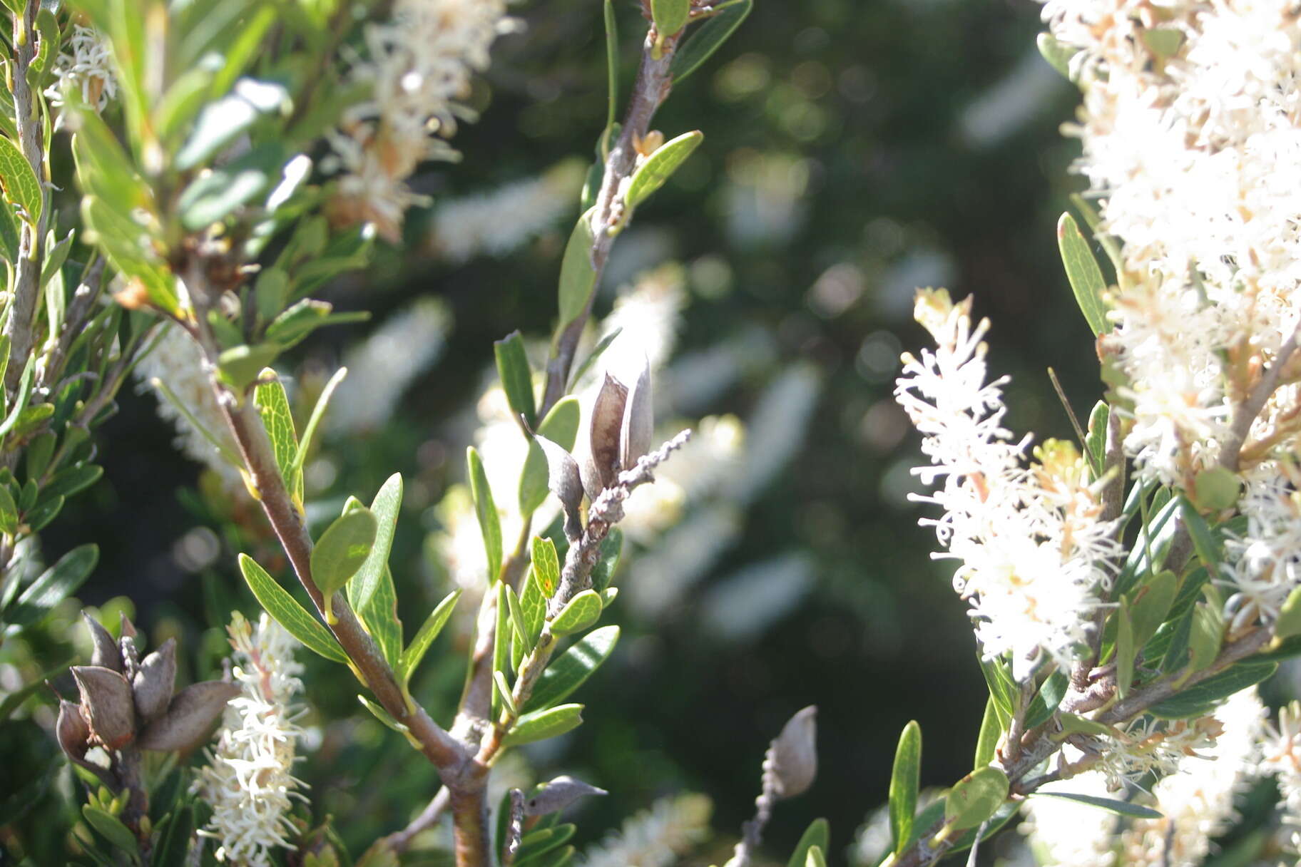 Image of Orites lancifolia F. Müll.