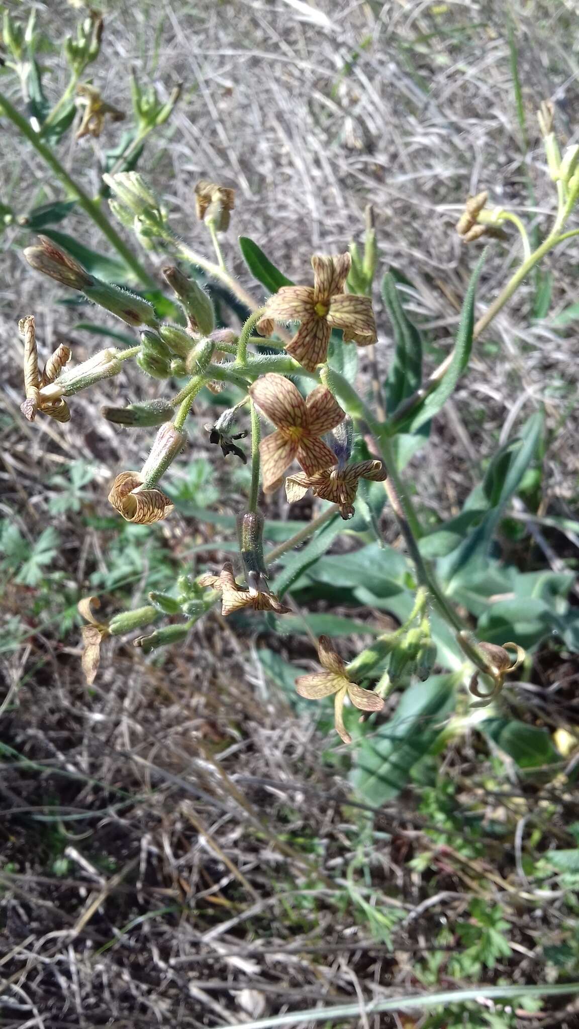 Слика од Hesperis tristis L.