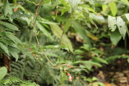 Image of Begonia radicans Vell.