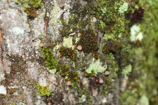 Image of Mycena corticola (Pers.) Gray 1821