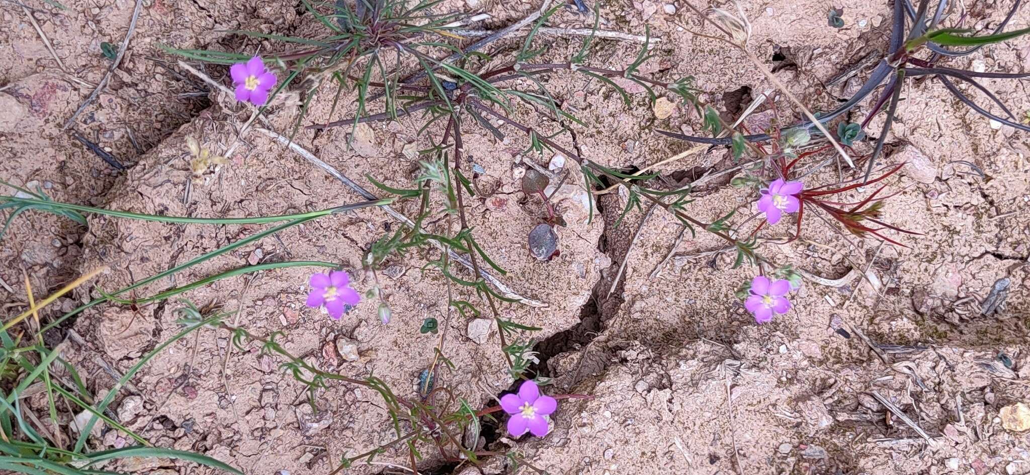 صورة Spergularia purpurea (Pers.) G. Don fil.