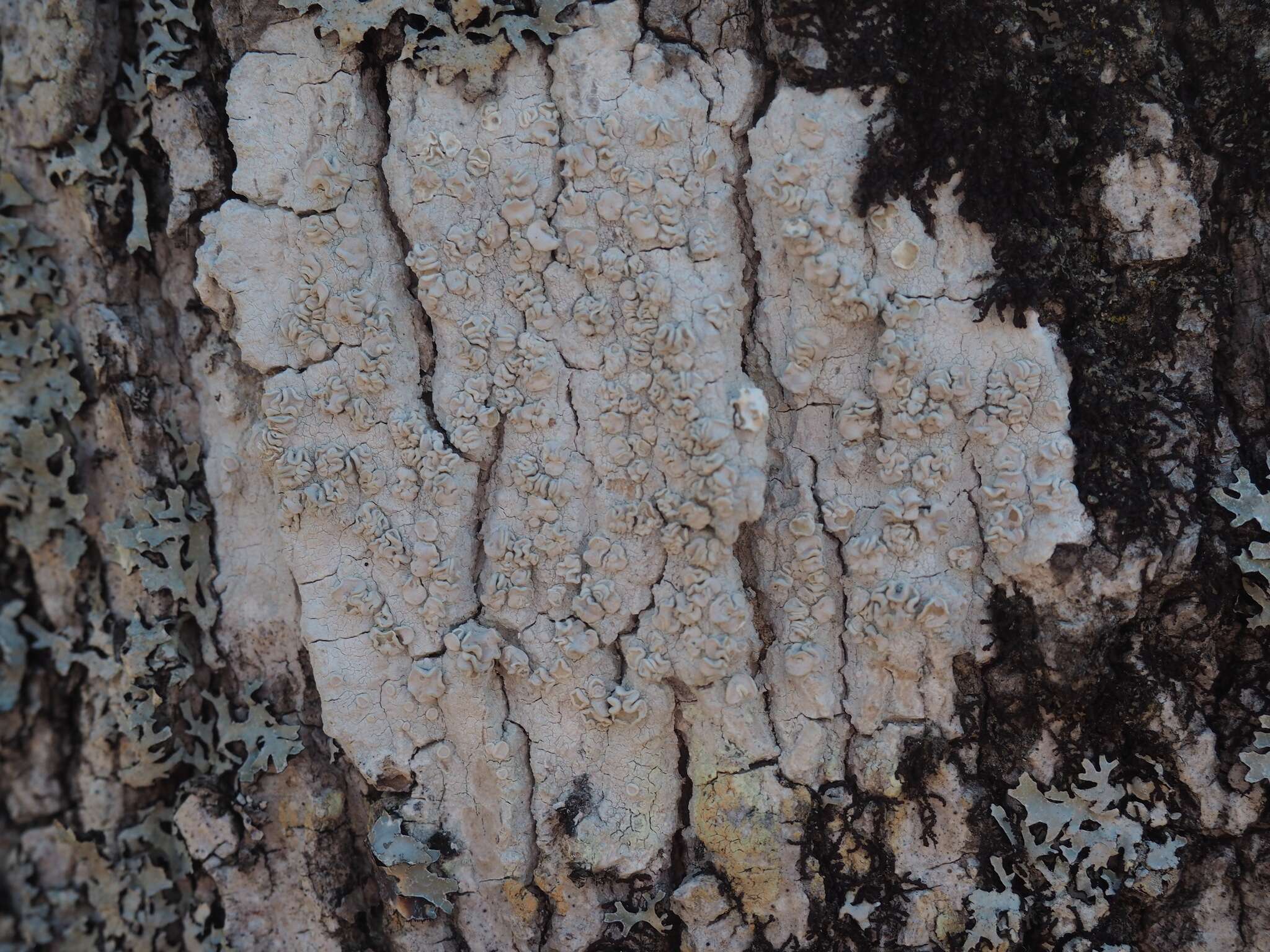 Imagem de Lecanora caesiorubella Ach.