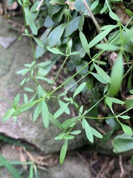 Image of Galium binifolium N. A. Wakef.