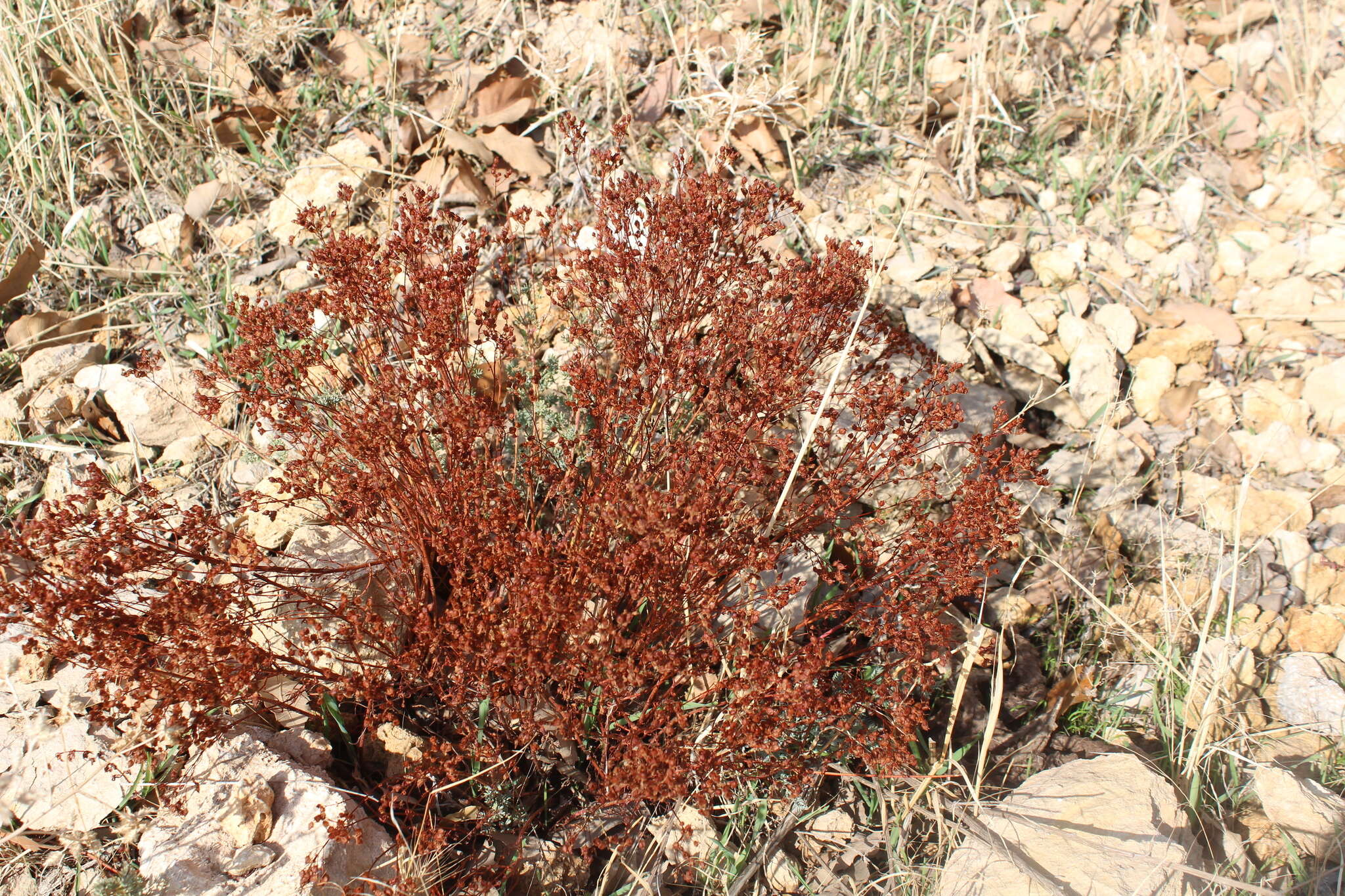 Image of Hypericum scabrum L.